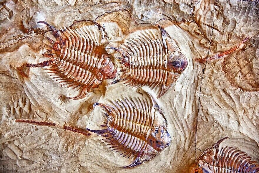 Morocco fossil